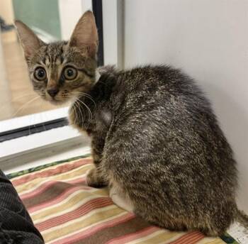 WILLOW -  Domestic Short Hair Cat for Adoption in Sarasota, Florida - WILLOW | PetCurious