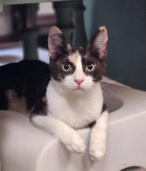 Rescue Calico Cats for Adoption in Parlier, California - Cat 27409 (Olivia) | PetCurious