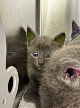 Peterbilt -  Russian Blue Cat for Adoption in Raleigh, North Carolina - Peterbilt | PetCurious
