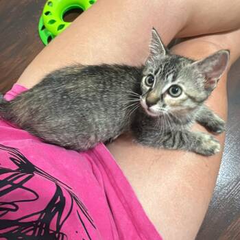 Buttercup -  Domestic Short Hair Cat for Adoption in Crowley, Texas - Buttercup | PetCurious