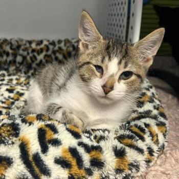 Domestic Short Hair Cats Available for Adoption in Binghamton, New York - Neon | PetCurious