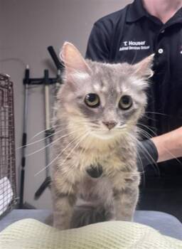 SAMARA -  Domestic Medium Hair Cat for Adoption in Redlands, California - SAMARA | PetCurious