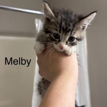 Melby -  Domestic Short Hair Cat for Adoption in Buffalo, Minnesota - Melby | PetCurious