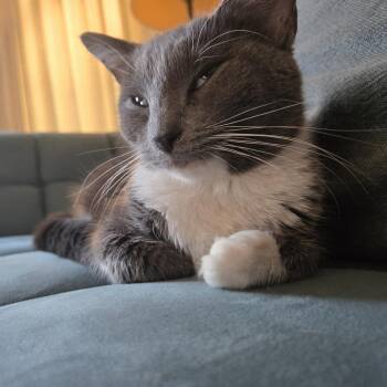 Watercress -  Domestic Short Hair Cat for Adoption in Evanston, Illinois - Watercress | PetCurious