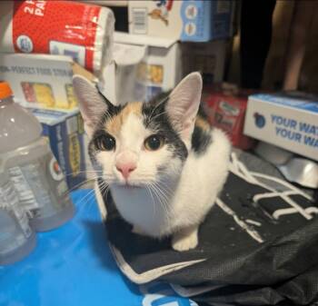 Lo Mien -  Calico Cat for Adoption in Claridge, Pennsylvania - Lo Mien | PetCurious