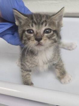 Mouse (bonded with Portland) -  Domestic Short Hair Cat for Adoption in Oakland, California - Mouse (bonded With Portland) | PetCurious