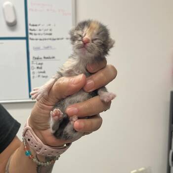 Harper H3 -  Domestic Short Hair Cat for Adoption in Edinburg, Texas - Harper H3 | PetCurious