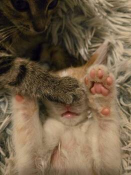 Bumble -  Domestic Short Hair Cat for Adoption in Chicago, Illinois - Bumble | PetCurious