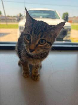 Leia -  Domestic Short Hair Cat for Adoption in Republic, Missouri - Leia | PetCurious