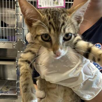 GIDEON CRISPIN -  Domestic Short Hair Cat for Adoption in Pensacola, Florida - GIDEON CRISPIN | PetCurious