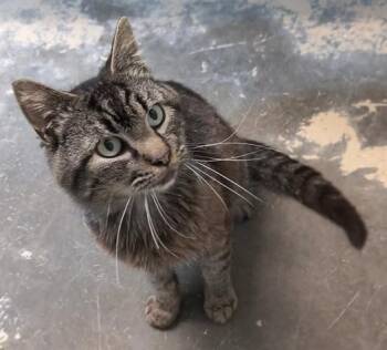 Hemi -  Domestic Short Hair Cat for Adoption in Saint Marys, Pennsylvania - Hemi | PetCurious
