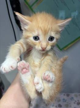 Domestic Short Hair Cats Available for Adoption in Pensacola, Florida - ROWAN | PetCurious