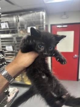 Dennis -  Domestic Short Hair Cat for Adoption in West Chester, Pennsylvania - Dennis | PetCurious