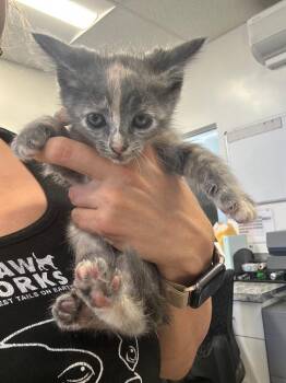 Domestic Short Hair Cats Available for Adoption - Koco | PetCurious