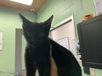 Domestic Short Hair Cats Available for Adoption in Grand Prairie, Texas - MORTICIA | PetCurious