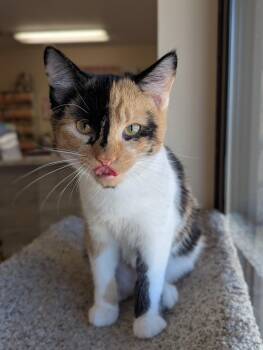 Rescue Calico Cats for Adoption in Madison, Wisconsin - Magnolia | PetCurious