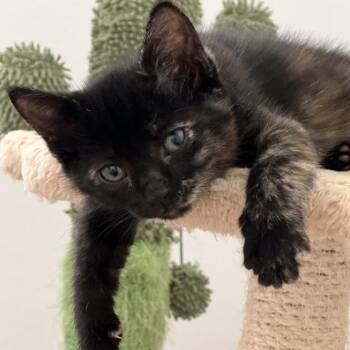 Domestic Short Hair Cats Available for Adoption in Austin, Texas - Quentin 5 | PetCurious