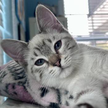 Lalandi -  Siamese Cat for Adoption in Greenfield, California - Lalandi | PetCurious