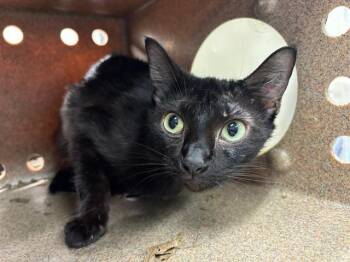 Rescue Domestic Short Hair Cats for Adoption in Grand Prairie, Texas - A225387 | PetCurious