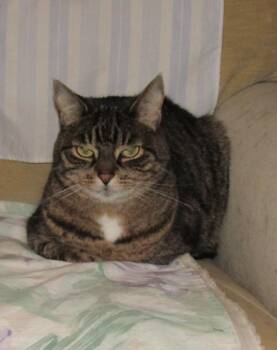 Domestic Short Hair Cats Available for Adoption - Jilly | PetCurious