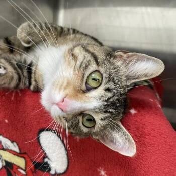 Tokai -  Domestic Long Hair Cat for Adoption in Enfield, New Hampshire - Tokai | PetCurious