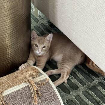 Domestic Short Hair Cats Available for Adoption in Houston, Texas - Sir Lewis Hamilton (Bonded To Wasabi) | PetCurious