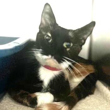Domestic Short Hair Cats Available for Adoption in Lakeland, Florida - Jubilee | PetCurious