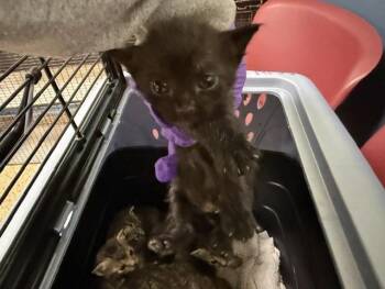 RONAN -  Domestic Short Hair Cat for Adoption in Doral, Florida - RONAN | PetCurious