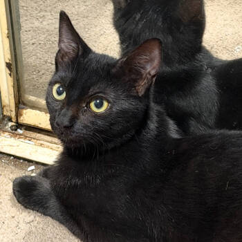 Rescue Domestic Short Hair Cats for Adoption in Oceanside, New York - Applesauce | PetCurious