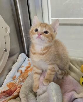 Domestic Short Hair Cats Available for Adoption in Dickson, Tennessee - Daredevil | PetCurious