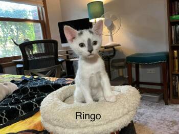 Domestic Short Hair Cats Available for Adoption in Crystal Lake, Illinois - Ringo | PetCurious