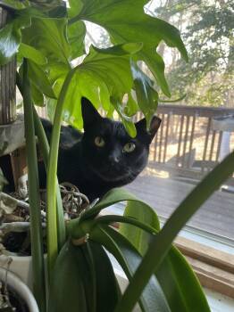 Rescue Domestic Short Hair Cats for Adoption in Mount Laurel Township, New Jersey - Katrina TCC | PetCurious