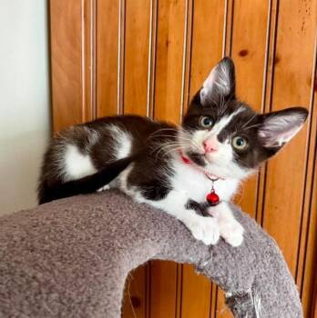 Oreo -  Tuxedo and Domestic Short Hair Cat for Adoption in Knoxville, Tennessee - Oreo | PetCurious