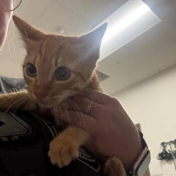 Calcifer -  Domestic Short Hair Cat for Adoption in League City, Texas - Calcifer | PetCurious