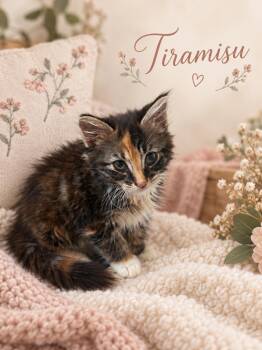 Tiramisu -  Calico Cat for Adoption in Dickinson, Texas - Tiramisu | PetCurious