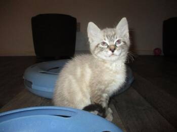 SHADOW -  Domestic Long Hair Cat for Adoption in Kent, Washington - SHADOW | PetCurious