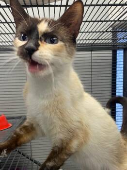 Summer -  Siamese Cat for Adoption in Columbus, Ohio - Summer | PetCurious