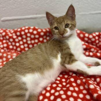 Firefly -  Domestic Short Hair Cat for Adoption in Salisbury, North Carolina - Firefly | PetCurious
