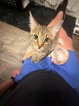 SHERMAN -  Domestic Short Hair Cat for Adoption in St. Peters, Missouri - SHERMAN | PetCurious
