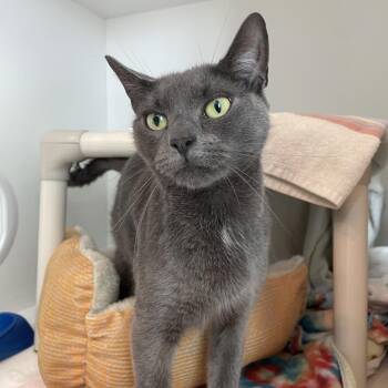 Domestic Short Hair Cats Available for Adoption in Warwick, Rhode Island - Cranberry Juice | PetCurious
