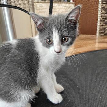 Manzanita -  Domestic Short Hair Cat for Adoption in Germantown, Maryland - Manzanita | PetCurious