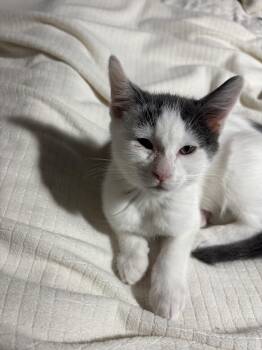 Rescue Domestic Short Hair Cats for Adoption in Warrington, Pennsylvania - Spanky | PetCurious