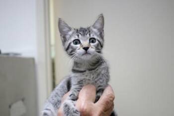 Bazooka -  Domestic Short Hair Cat for Adoption in Brunswick, Georgia - Bazooka | PetCurious