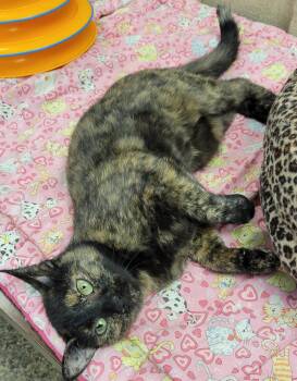Mama Tortie -  Tortoiseshell Cat for Adoption in Memphis, Tennessee - Mama Tortie | PetCurious