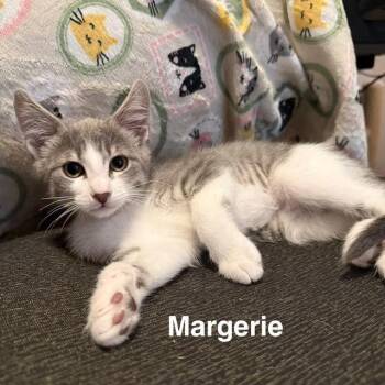 Margerie -  Domestic Short Hair Cat for Adoption in Olympia, Washington - Margerie | PetCurious