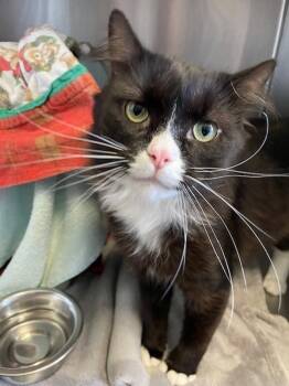 Rescue Domestic Short Hair Cats for Adoption in Georgina, Ontario - Herbert | PetCurious