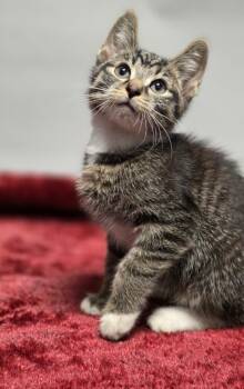 Rescue Domestic Short Hair Cats for Adoption in Huntington, Indiana - Sev | PetCurious