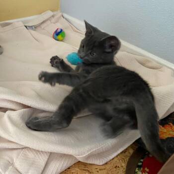 Felix -  Domestic Short Hair Cat for Adoption in Santa Rosa, California - Felix | PetCurious