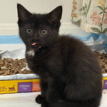 Rescue Domestic Short Hair Cats for Adoption in Delaware, Ohio - Fork | PetCurious