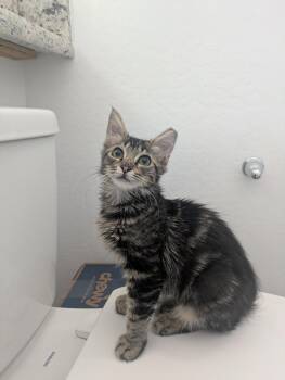 Purrsephone -  Domestic Medium Hair and Tabby Cat for Adoption in Glendale, Arizona - Purrsephone | PetCurious